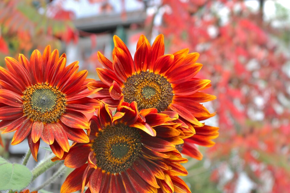 Sunflower autumn electrical electronics leonhardt