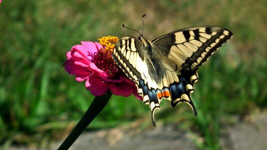 Nature summer closeup