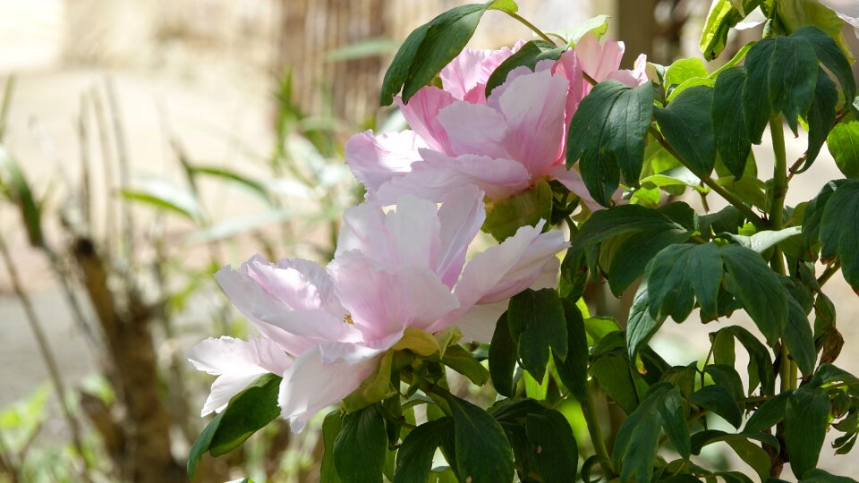 Flower plant peony photo