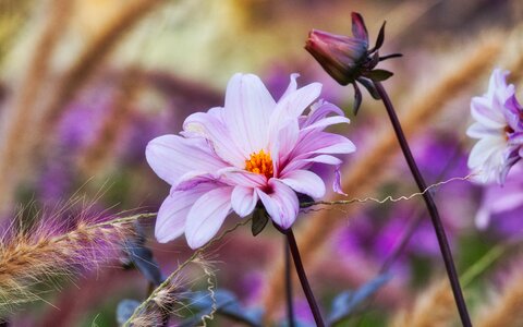 Autumn grasses dahlia garden photo