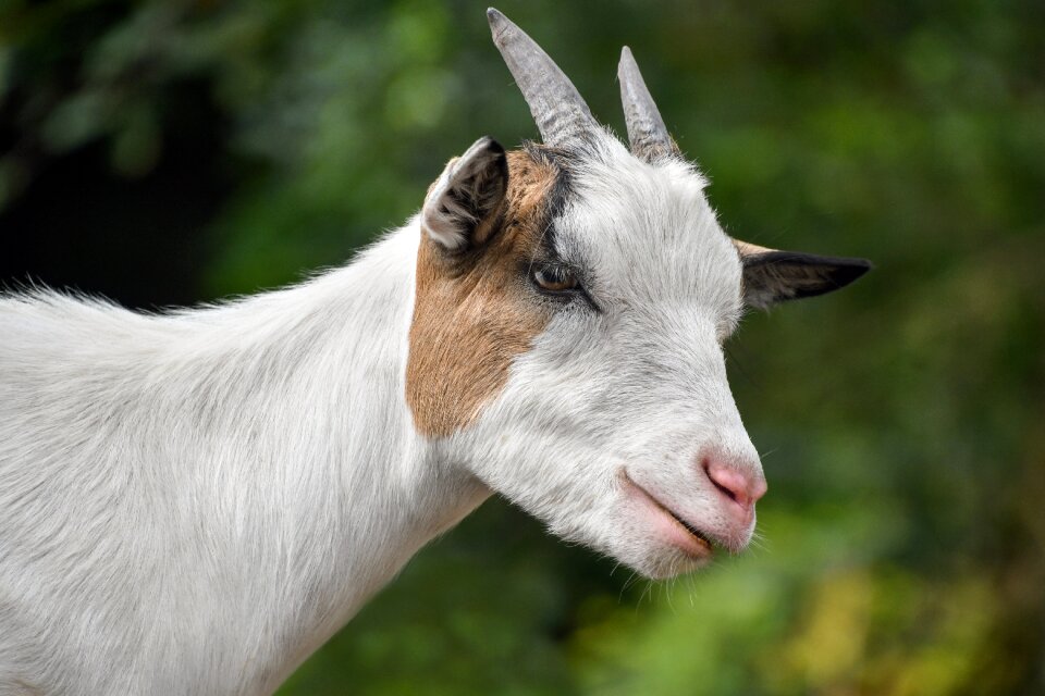Portrait animal head