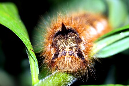 Closeup larva macro photo