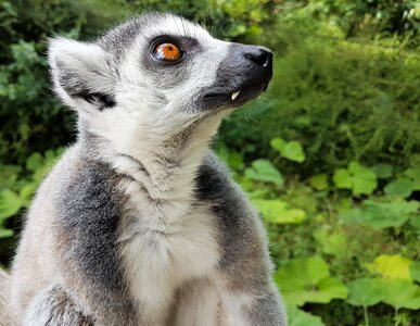 Zoo mammal cute