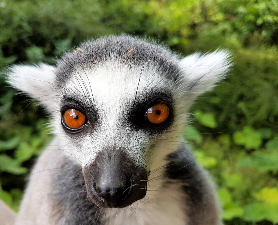 Zoo mammal cute