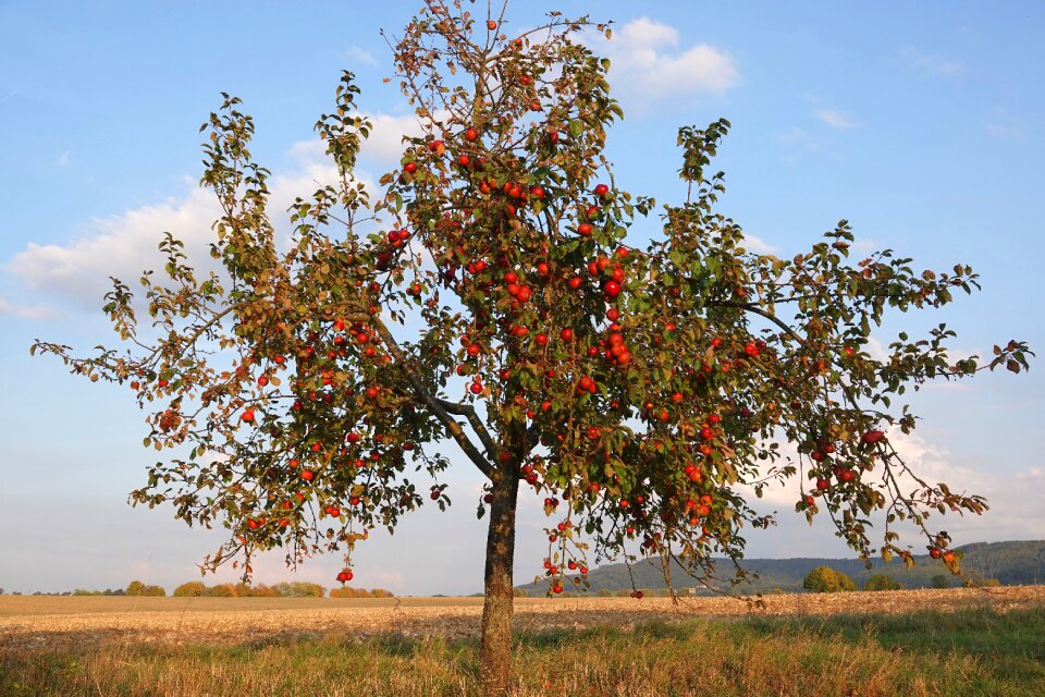 Fruit nature healthy