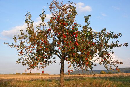 Fruit nature healthy