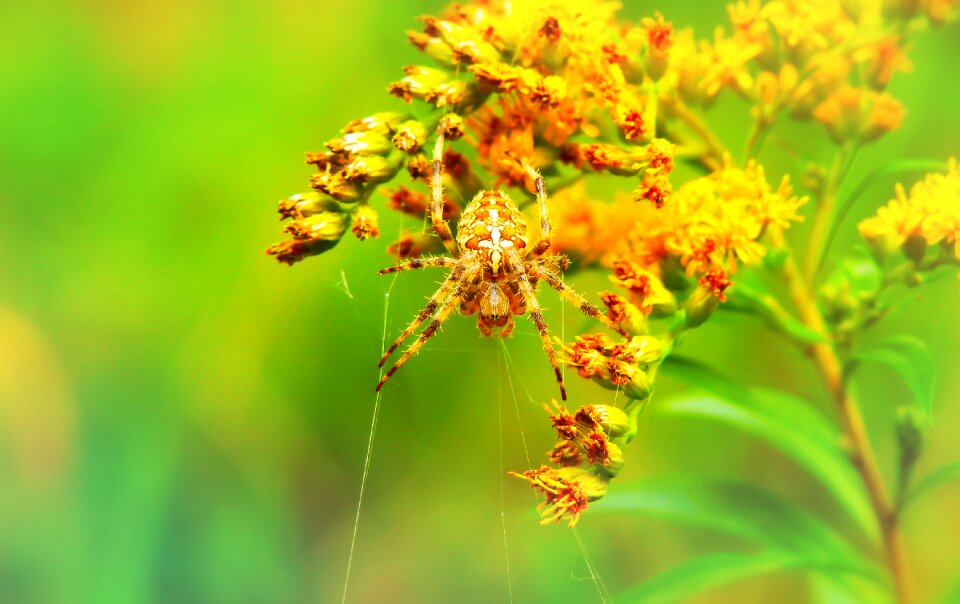 Cobweb insect flower
