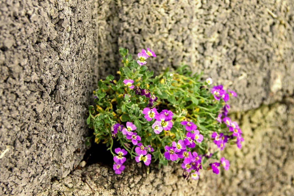 Wall flower stone wall flowers
