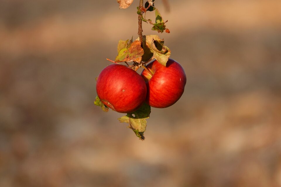 Nature healthy vitamins