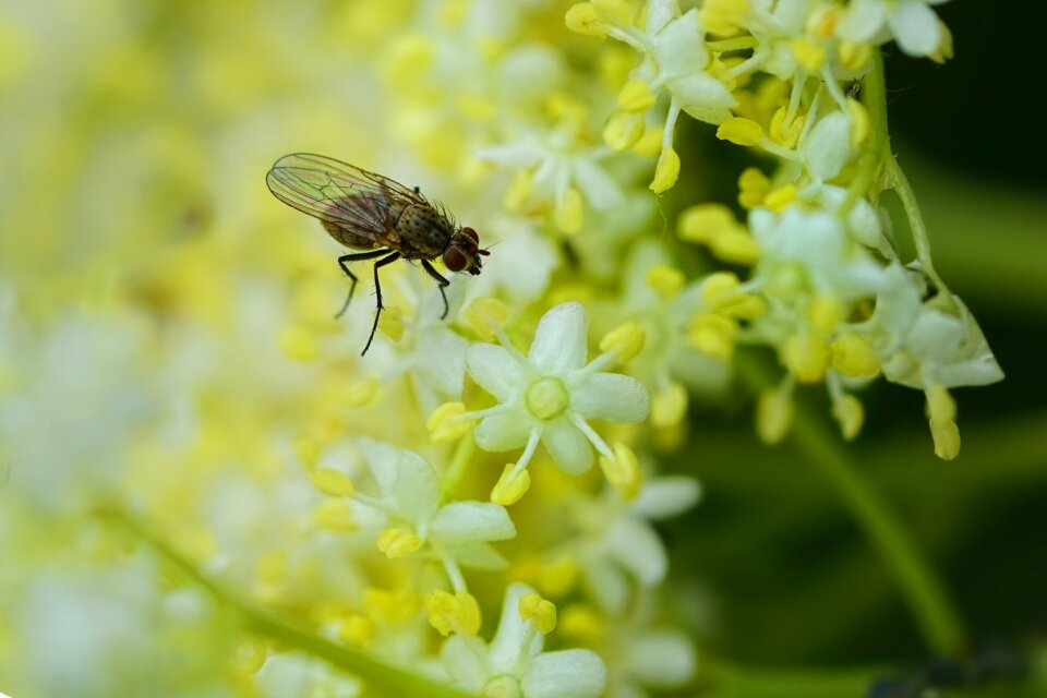 Fly elderflower elder