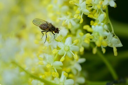 Fly elderflower elder