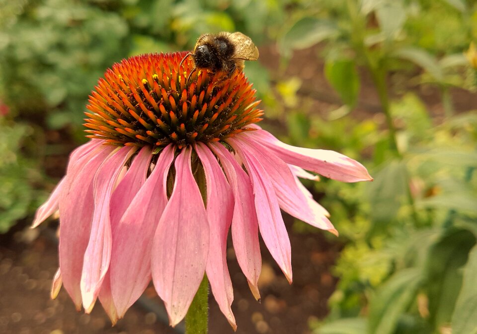 Nature garden summer