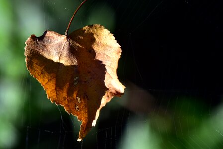 Fall foliage cobweb favor