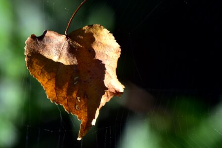 Fall foliage cobweb favor photo