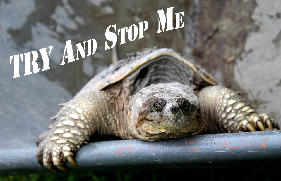 Persistence inspirational quote