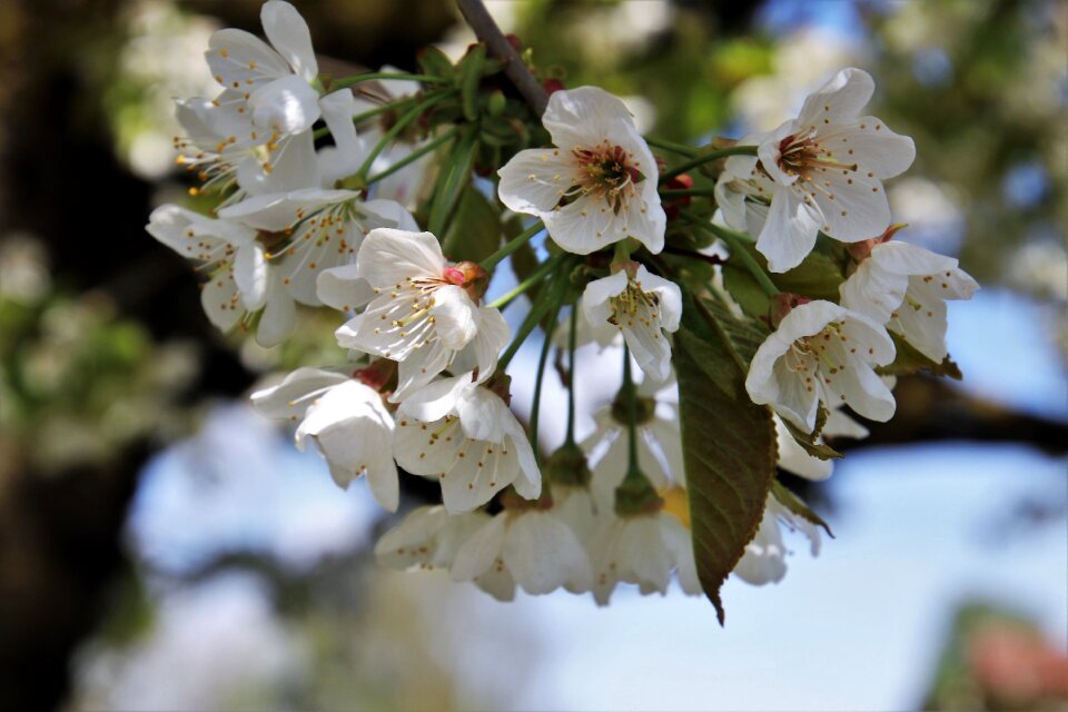 Branch nature plant