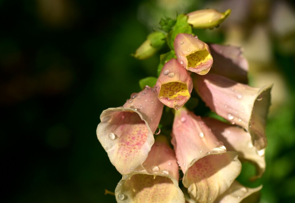 Nature blossom bloom photo