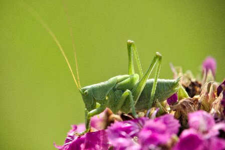 Nature close up insect photo