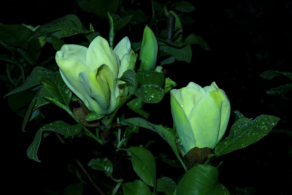 Plant leaf nature