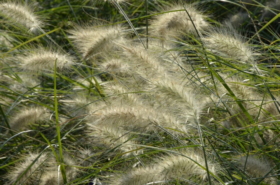 Grasses nature meadow
