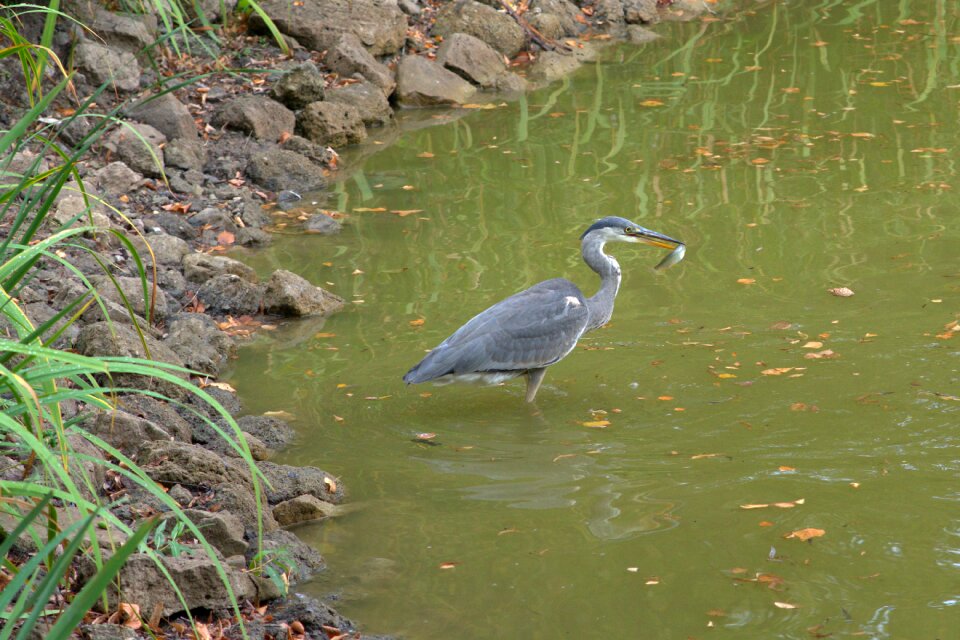 Water bird predator plumage