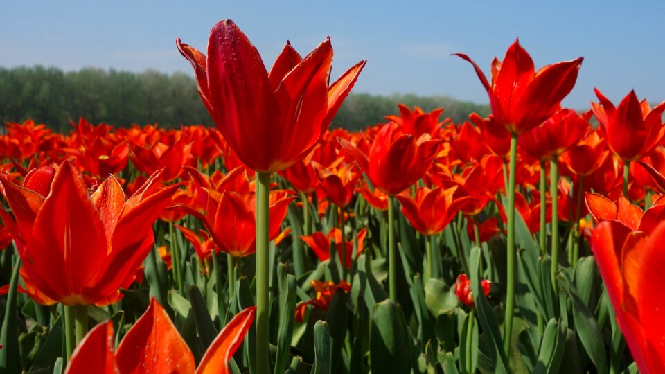 Spring bulb holland photo