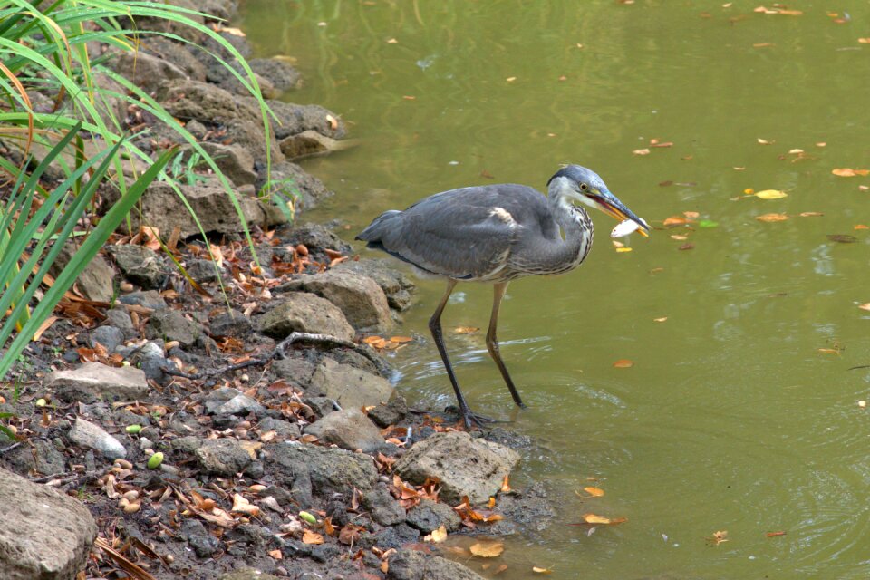 Water pond fishing