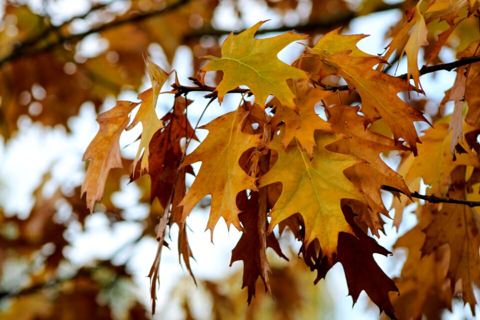 Fall colors fall foliage colorful