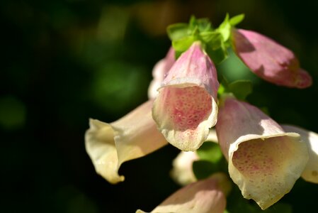 Nature blossom bloom