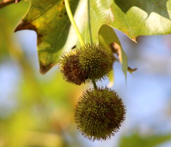 Fruits autumn colors green
