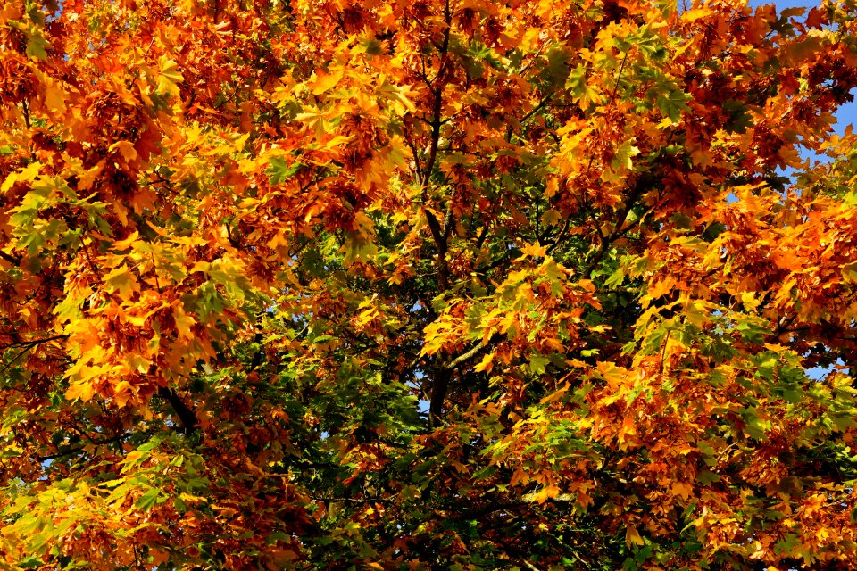 Discoloration colorful nature