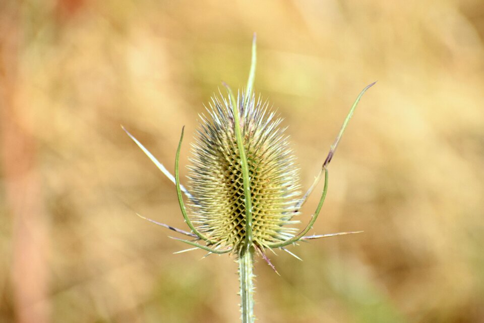 Summer close up meadow