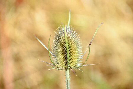 Summer close up meadow