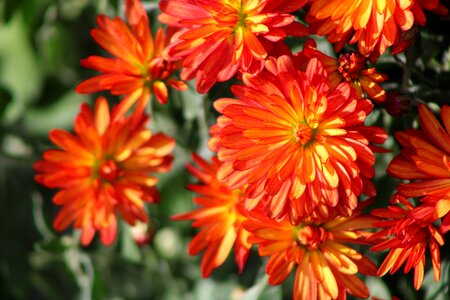 Bloom flower blossom