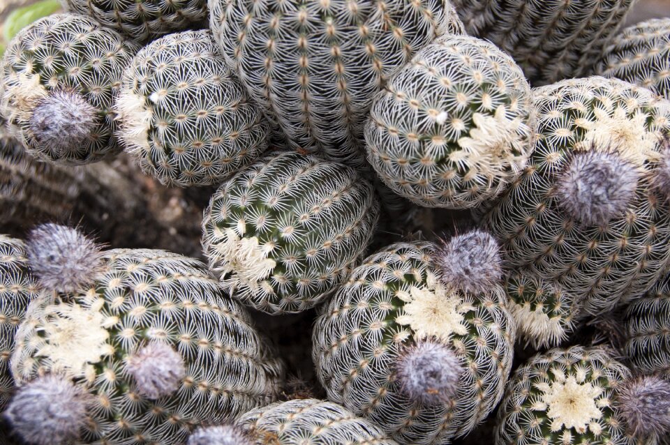 Texas botanical outdoor