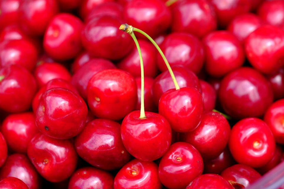 Prunus avium stalk connected