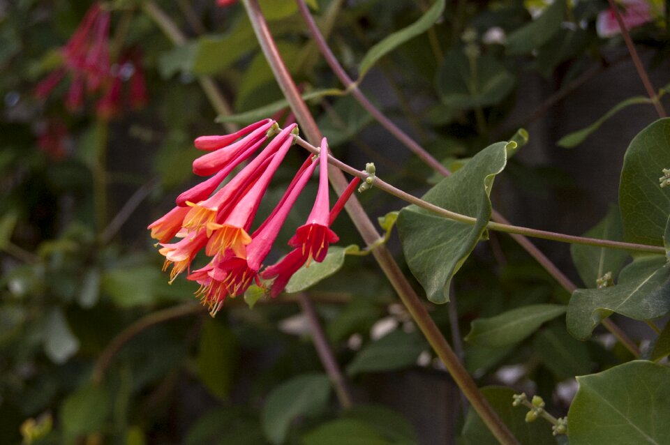 Vine spring botanical