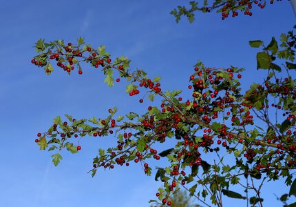 Close up branch autumn fruits photo