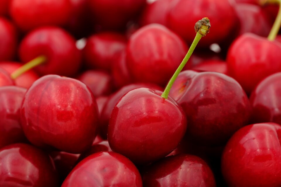 Prunus avium stalk fruit