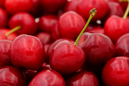 Prunus avium stalk fruit