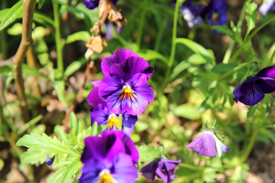 Flower thought purple flower flower