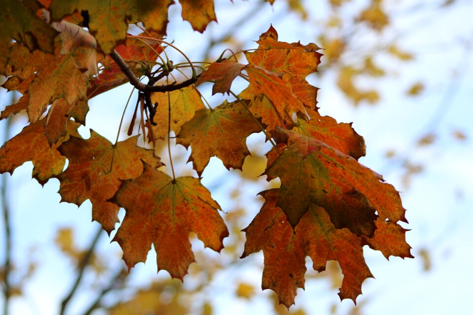 Fall colors fall foliage colorful