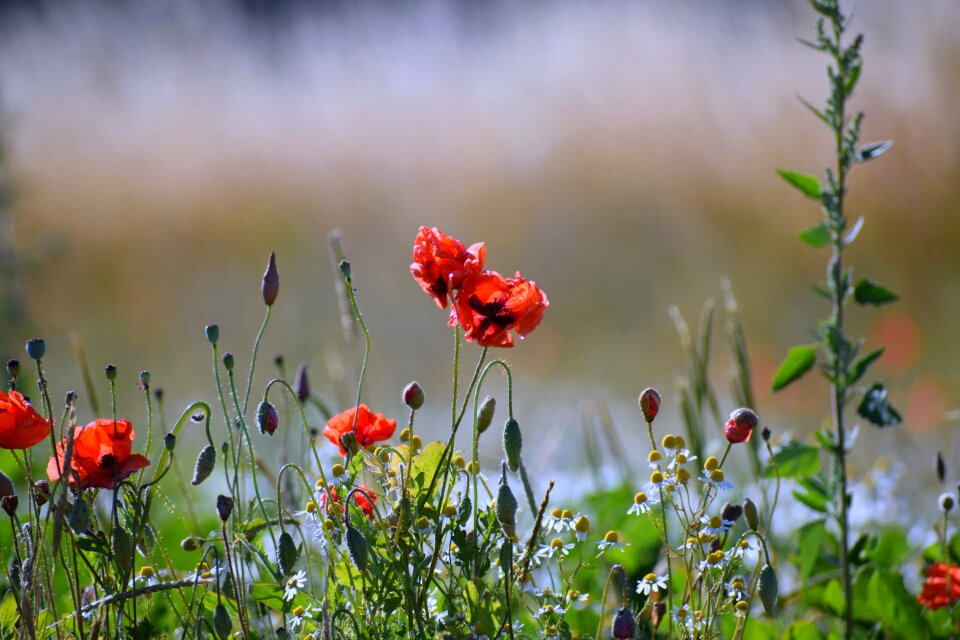 Flower meadow summer nature