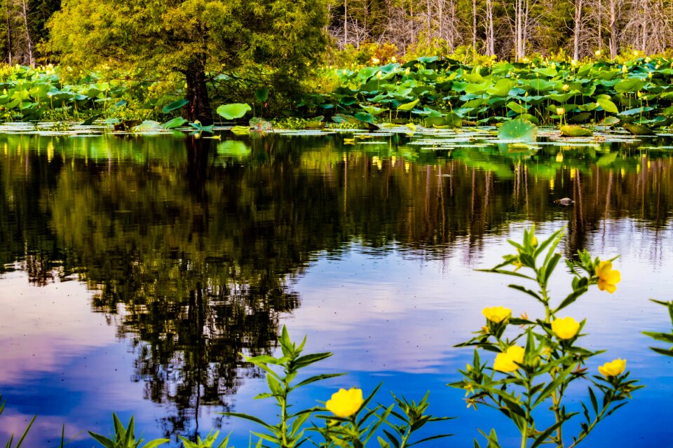 Pond water's edge nature