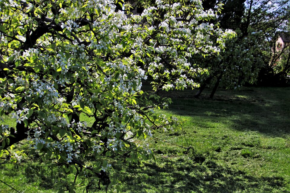 Flowering tree nature
