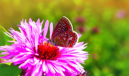 Butterfly day flower animals