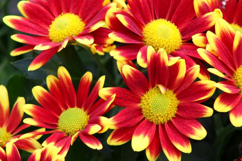 Chrysanthemum bloom flower