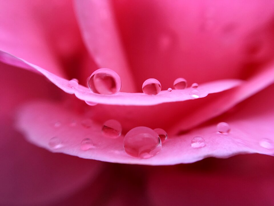 Pink macro rain