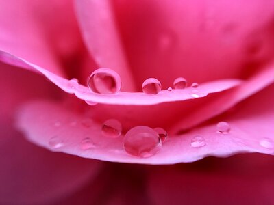 Pink macro rain