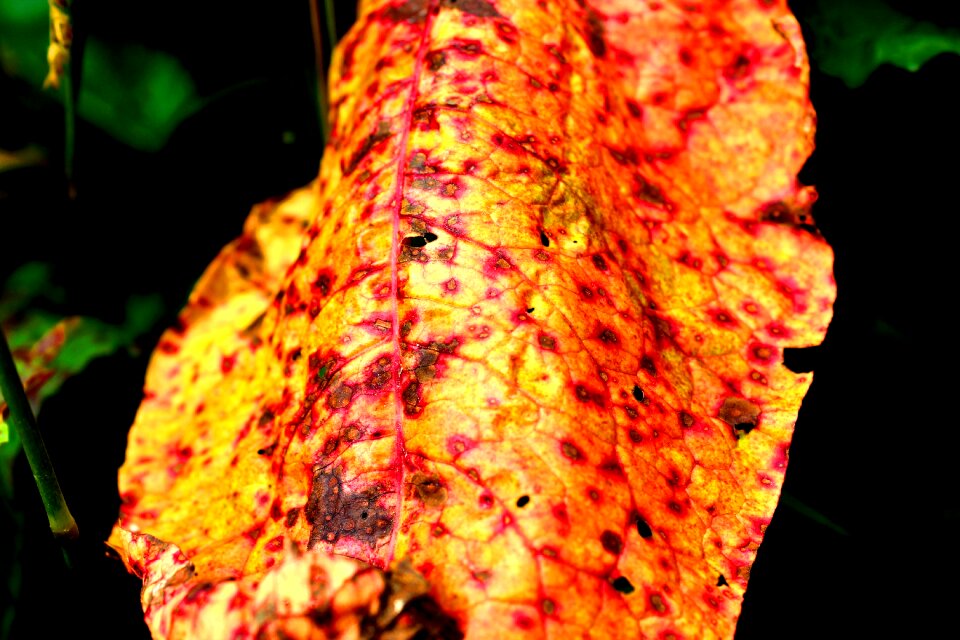 Autumn withered tree
